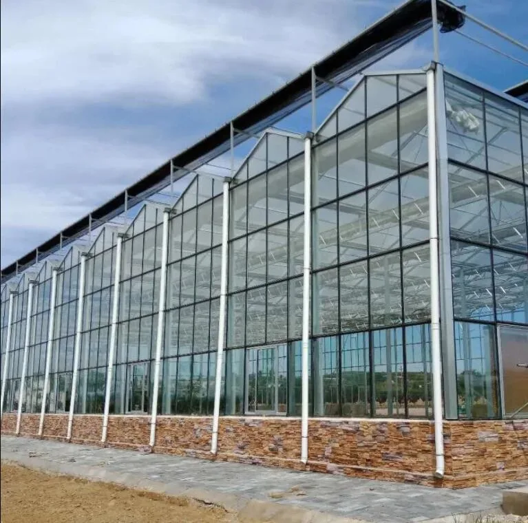 Multi-Span Plastic Film Greenhouse/Sunshine Board Greenhouse