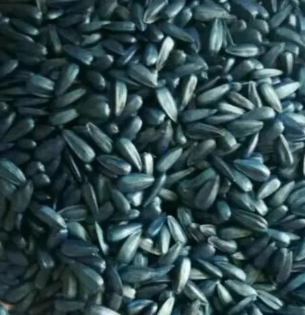 High Yield Nucleus Oil Length Sunflower Seeds Hybrid Sunflower Seeds