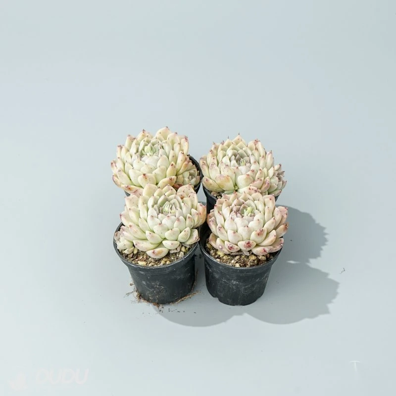 Dudu Lovely Wholesale Hot Sale Hugo Echeveria Natural Live Succulent in Bulk