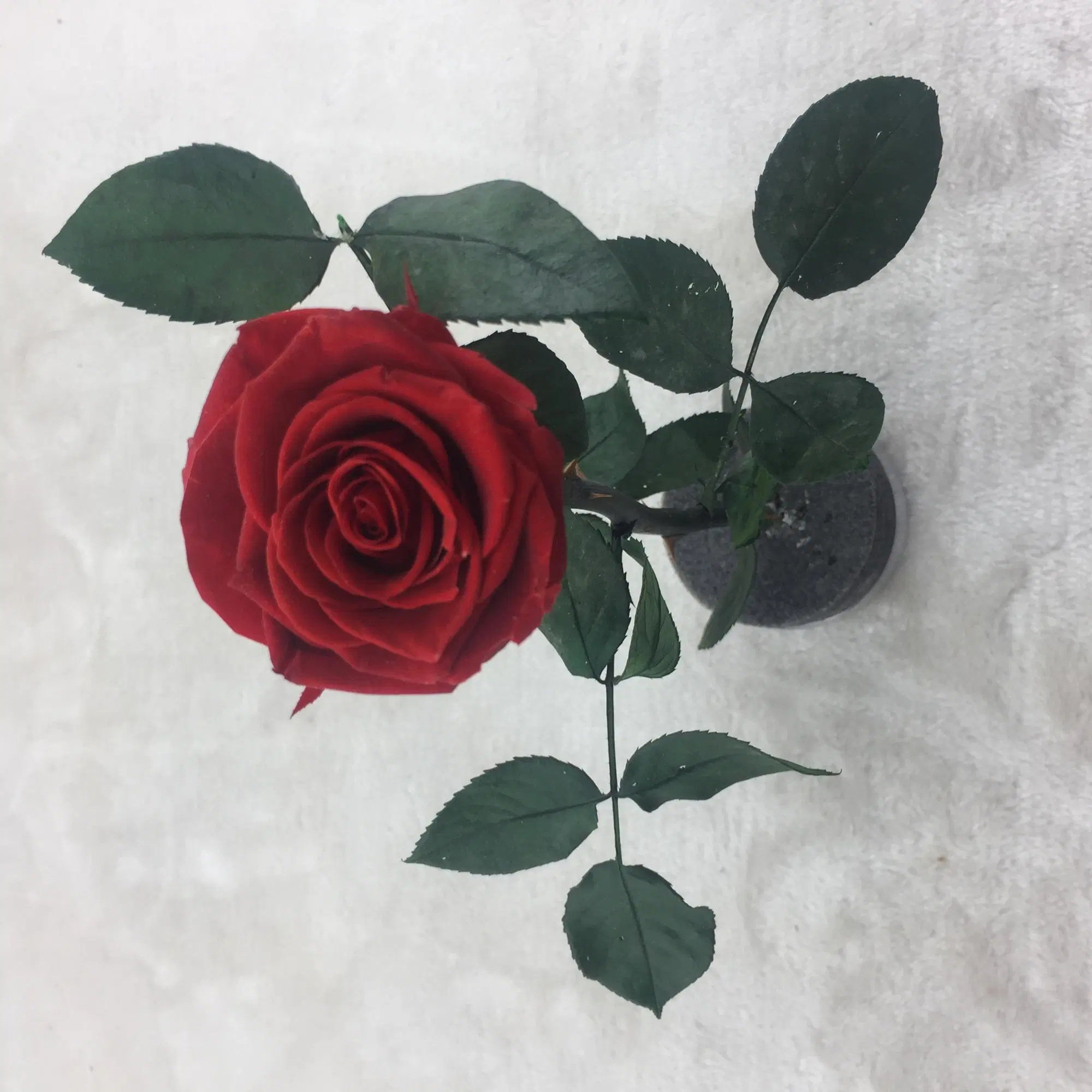 Christmas New Year Gifts Single Rose Preserved Rose Flower Stem Box in PVC Cylinder