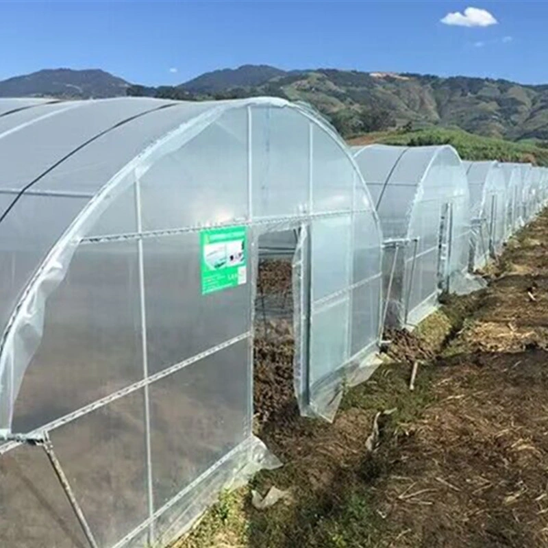 High-Quality Greenhouse with Galvanized Steel Frame and Innovative Processing Techniques