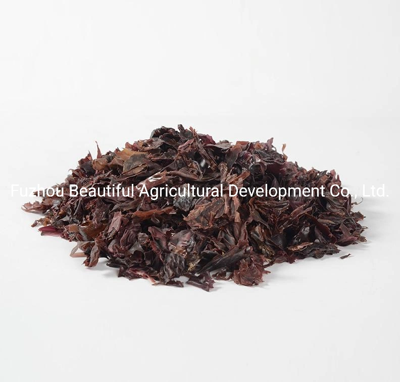 2022 сухие хлопья Dulse/Атлантики Rhodymenia Palmata заводе прямых продаж