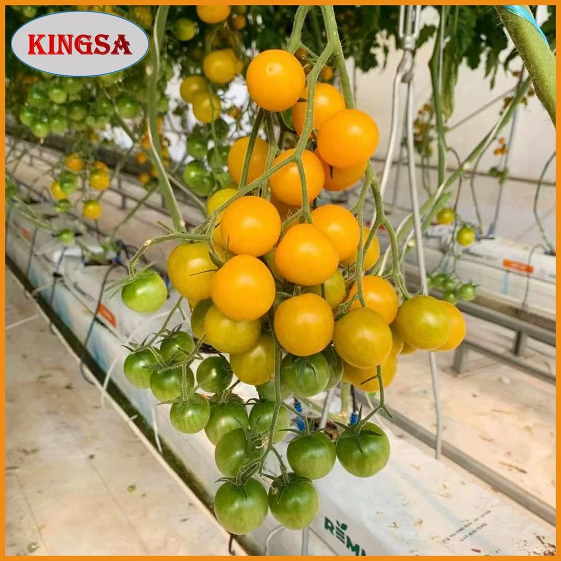 Multi-Span Arch Type PE/Po Plastic/Film Agricultural Greenhouse with Hydroponics System for Tomato/ Cucumber/ Lettuce/ Pepper