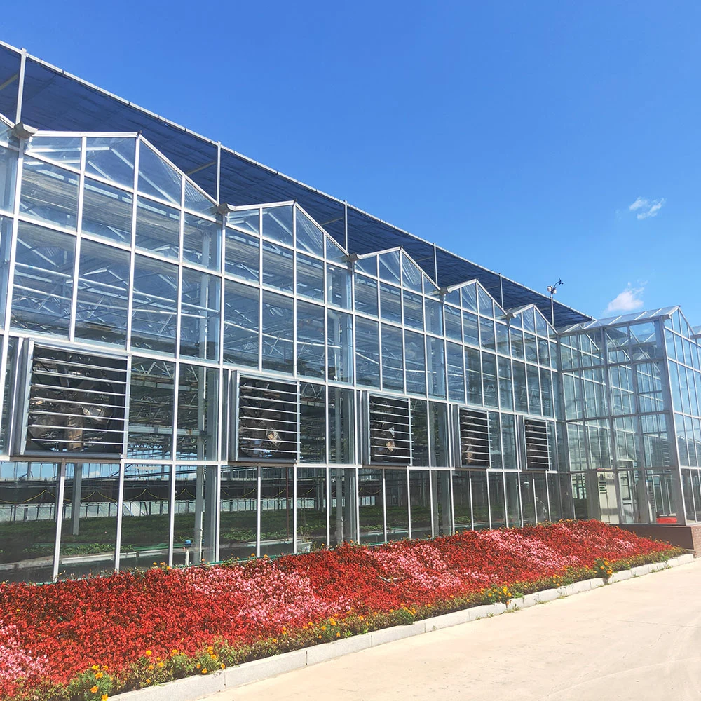 Commercial Film Glass Sunlight Greenhouse for Lettuce/Strawberry/Cherry/Eggplant/Chili with Hydroponics/Irrigating System Fan