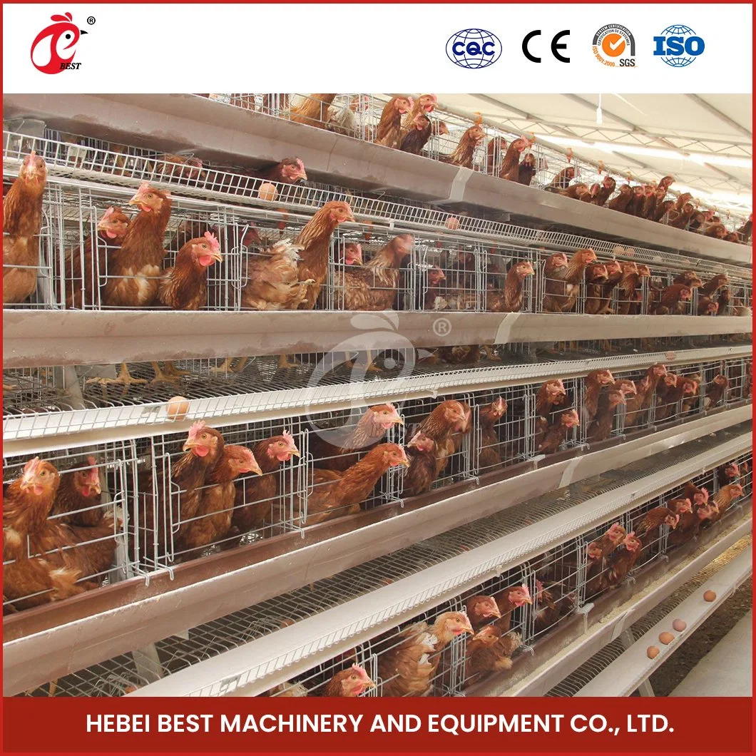 Bestchickencage Ordinary Type Layer Cage China Type Layer Chicken Cage Factory Sample Available Quick Clean Disinfect Features H Chicken Layers Cage