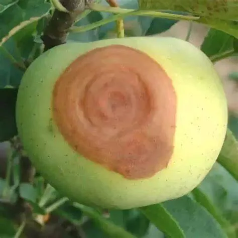 Precio de fábrica de hidróxido de cobre12% Mancozeb30% Wp bactericida