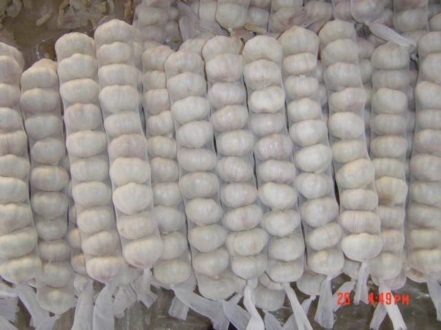 Chinese Garlic /Bulk Packing /Small Packing Normal White Garlic