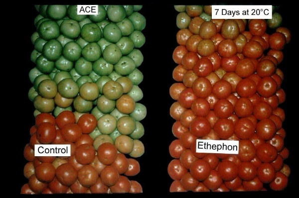 Promotor de crecimiento de plantas Estefón Rimentador de fruta 480gl Estefón