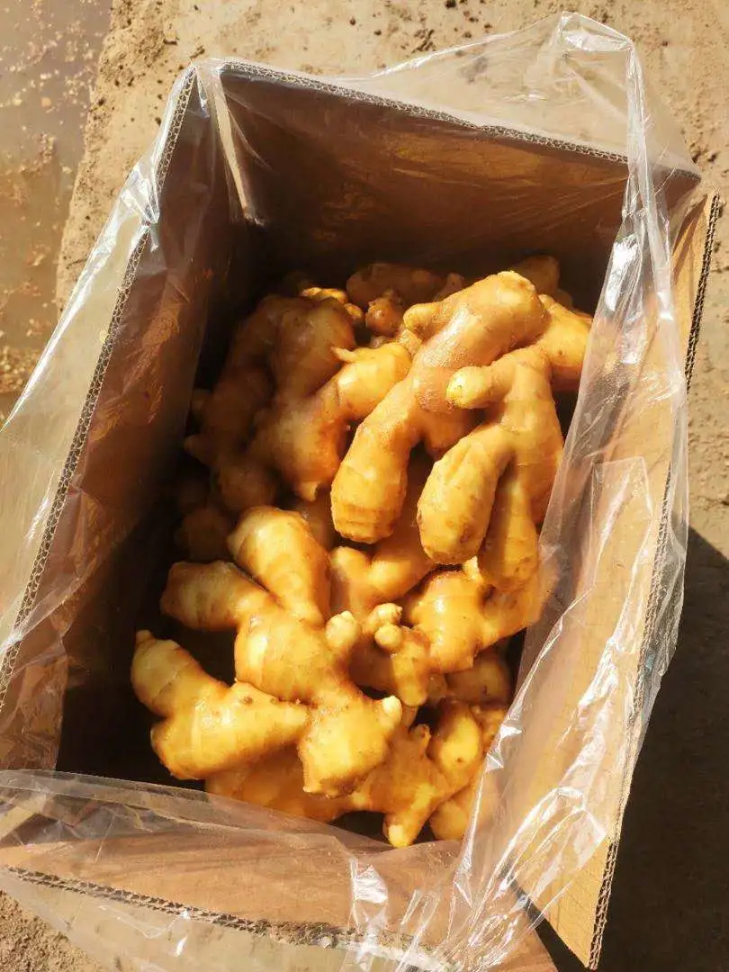 Fresh Ginger / Air Dried Ginger-- From Laiwu Manhing