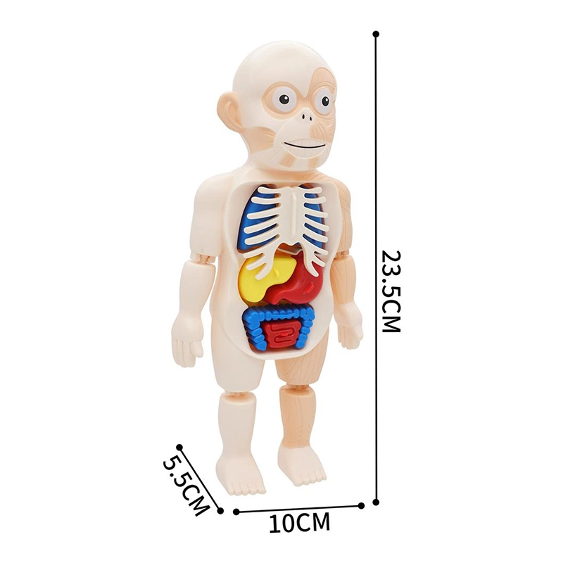 DIY 3D Modelo de Órgano humano niños Juguetes de Educación para la Escuela Recursos de aprendizaje