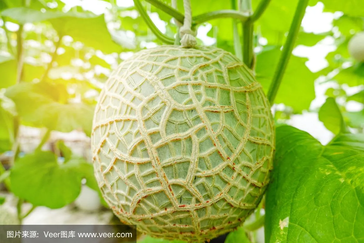 Los materiales de construcción de invernaderos tipo túnel comercial Arch para plantar los melones de miel/cantalupos