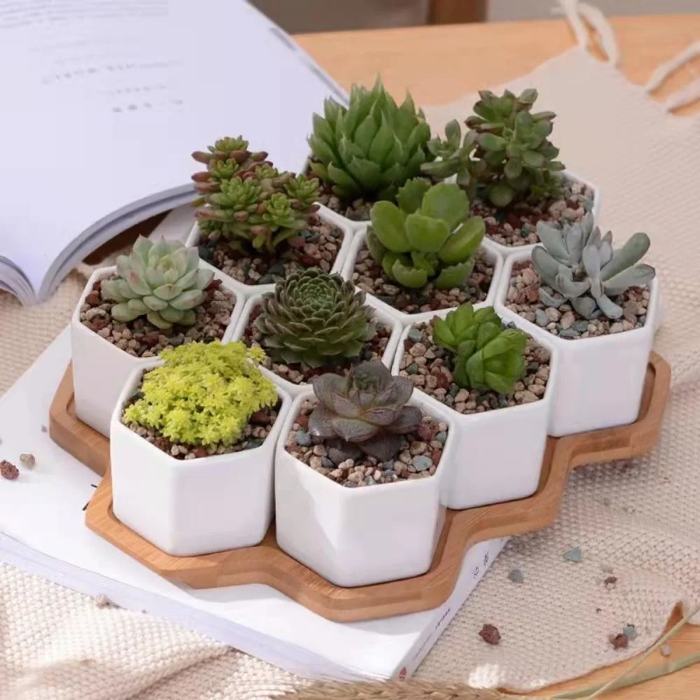 10 PCS Ceramic Small Hexagon Succulent Pot with Bamboo Tray Mini Assorted Wyz21946