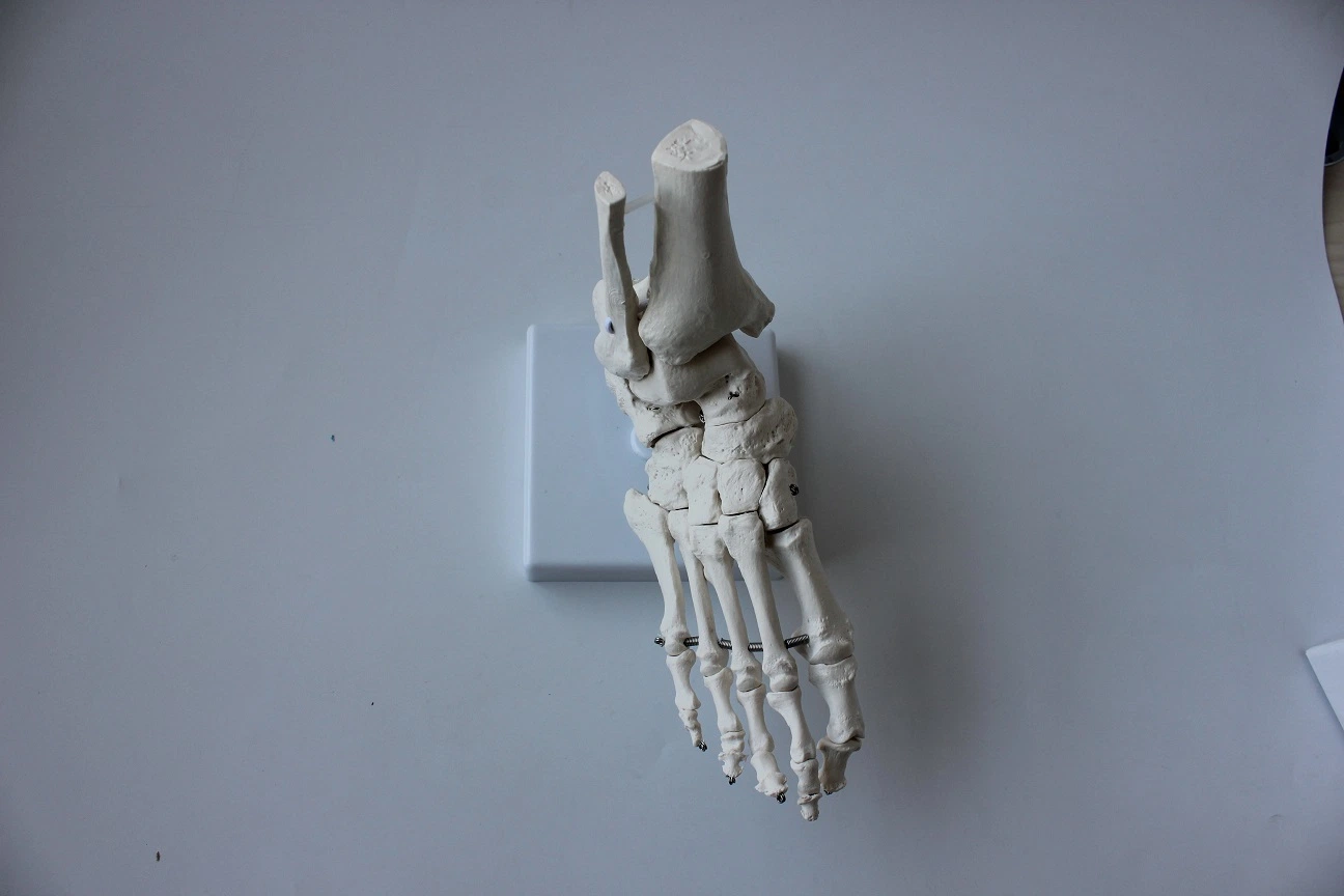 Medical Teaching Model Foot Bone Model Foot Model with Base