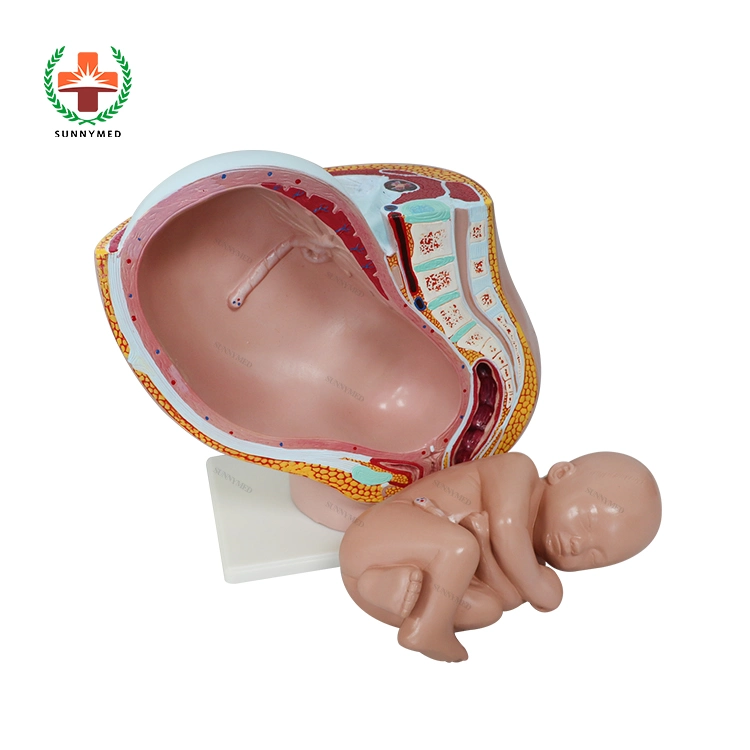 Sy-N013 hembra embarazada anatomía pélvica urinario modelo médico útero Baby