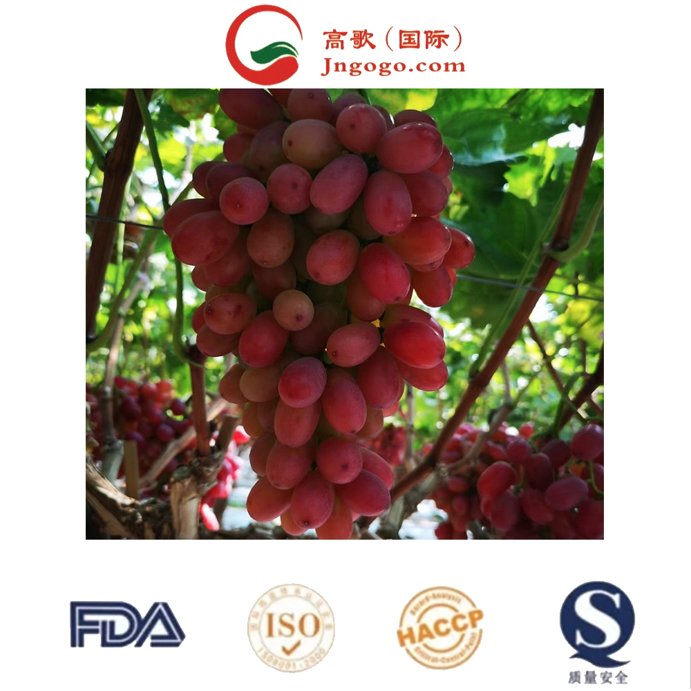 Wholesale/Supplier Box Style Storage Packaging Super Newest Grapes Variety Size Dried Grape