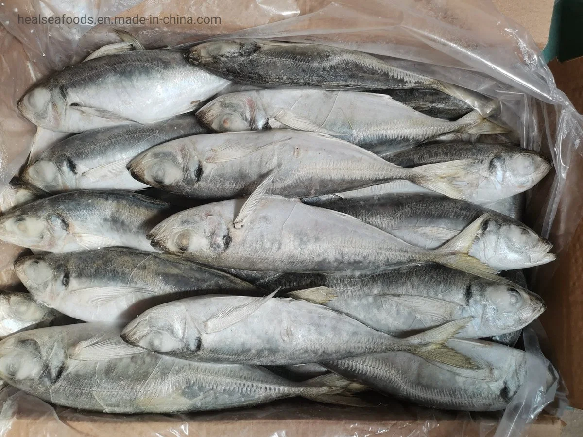 Fresh Seafood Frozen Whole Fish Wholesale/Supplier Small Mackerel Horse Mackerel for Namibia