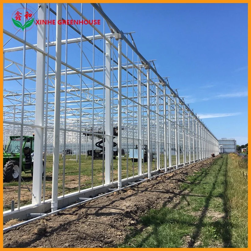 Galvanized Steel Frame Tempered Glass Greenhouse for Agriculture Growing