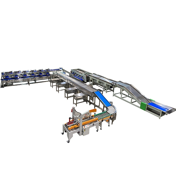 Automática Industrial Fruit&amp;Longan Vegetais Lime Kumquat Lichia Lichee seco de triagem de secagem da máquina de embalagem para venda