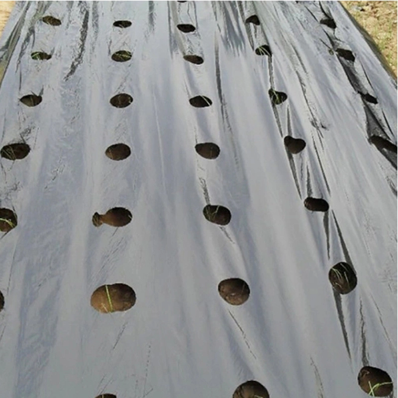 Agriculture LDPE Mulch Film Black Plastic Mulch Reflective Mulch Film Weed Control Mat Plant Ground Cover