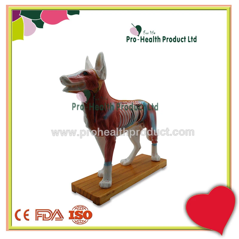 Medical Acupuncture Dog Model For Teaching