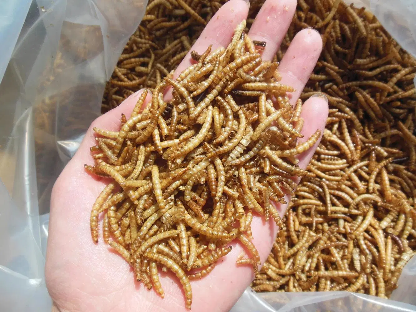 Gusanos de la harina secos para alimentación de aves de corral/aves/peces ornamentales/Reptiles