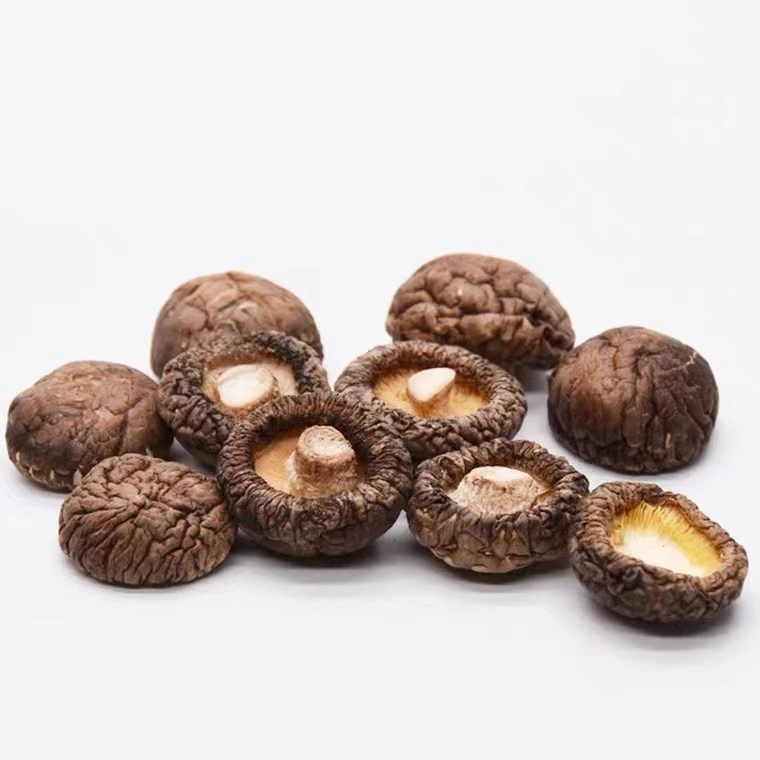 Alimentos agrícolas orgânicos shiitake seco Mushroom