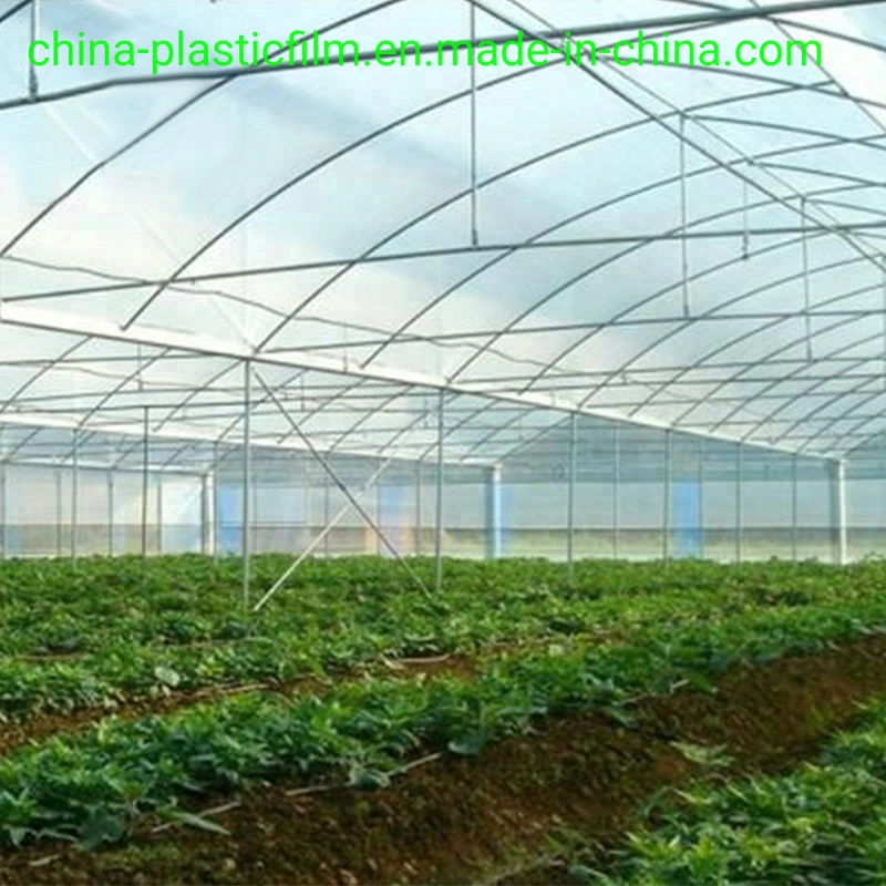 Multi-Span Plastic Film Greenhouse Tomato Greenhouse and Strawberry Greenhouse Turnkey Project