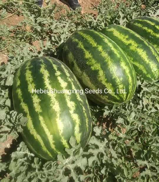 Semillas de sandía gigante Crimson híbrida F1 para plantar.