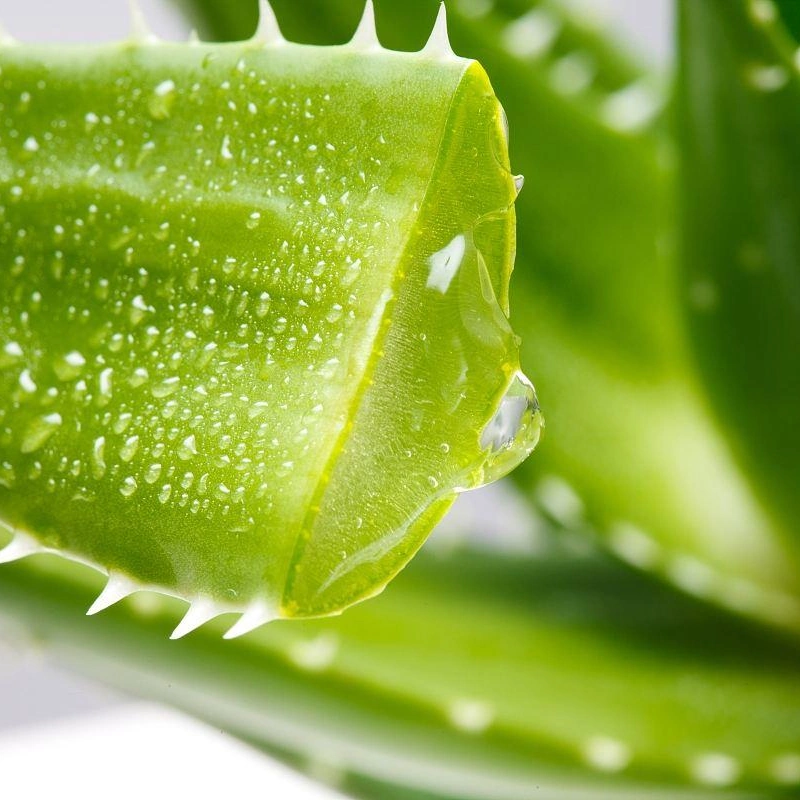 Factory Price Bulk Natural Aloe Vera Extract 100% Aloin 20% -98% Aloe Emodin 90%-98% Aloe Vera Dry Extract