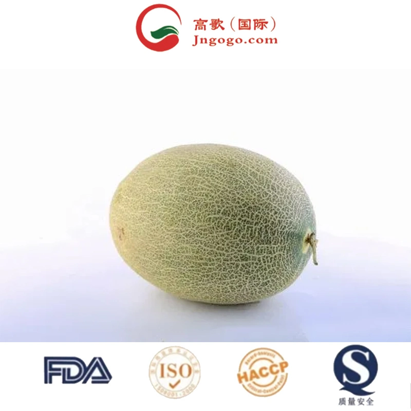 Bio Cantaloupe - Hot Selling Export Qualität frisch süß 20-25cm Meloneumkantalupe