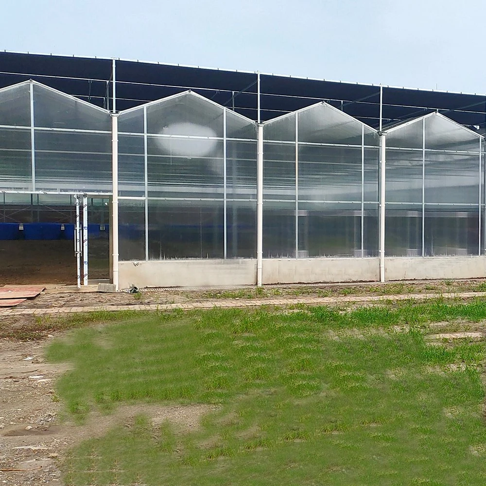 Venlo Hollow Double Tempered Glass Commercial Greenhouse with Hydroponics Growing System for Vegetables/Flowers/Tomato