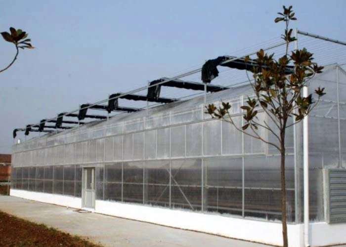 Intelligent Multi Span Poly Carbonate Sheet Greenhouse for Planting