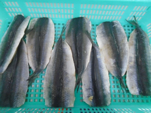 Frozen Herring Fillet, Skin on