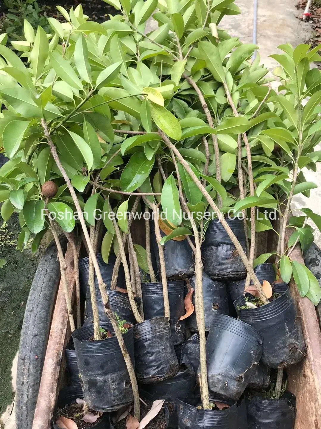 Manilkara Zapota Fruit Tree China Manufacturer