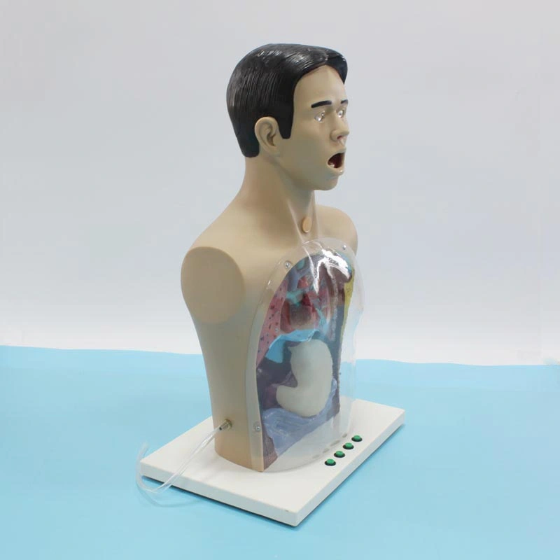 Medical Teaching Multi Functional Advanced Transparent Gastric Lavage Simulator