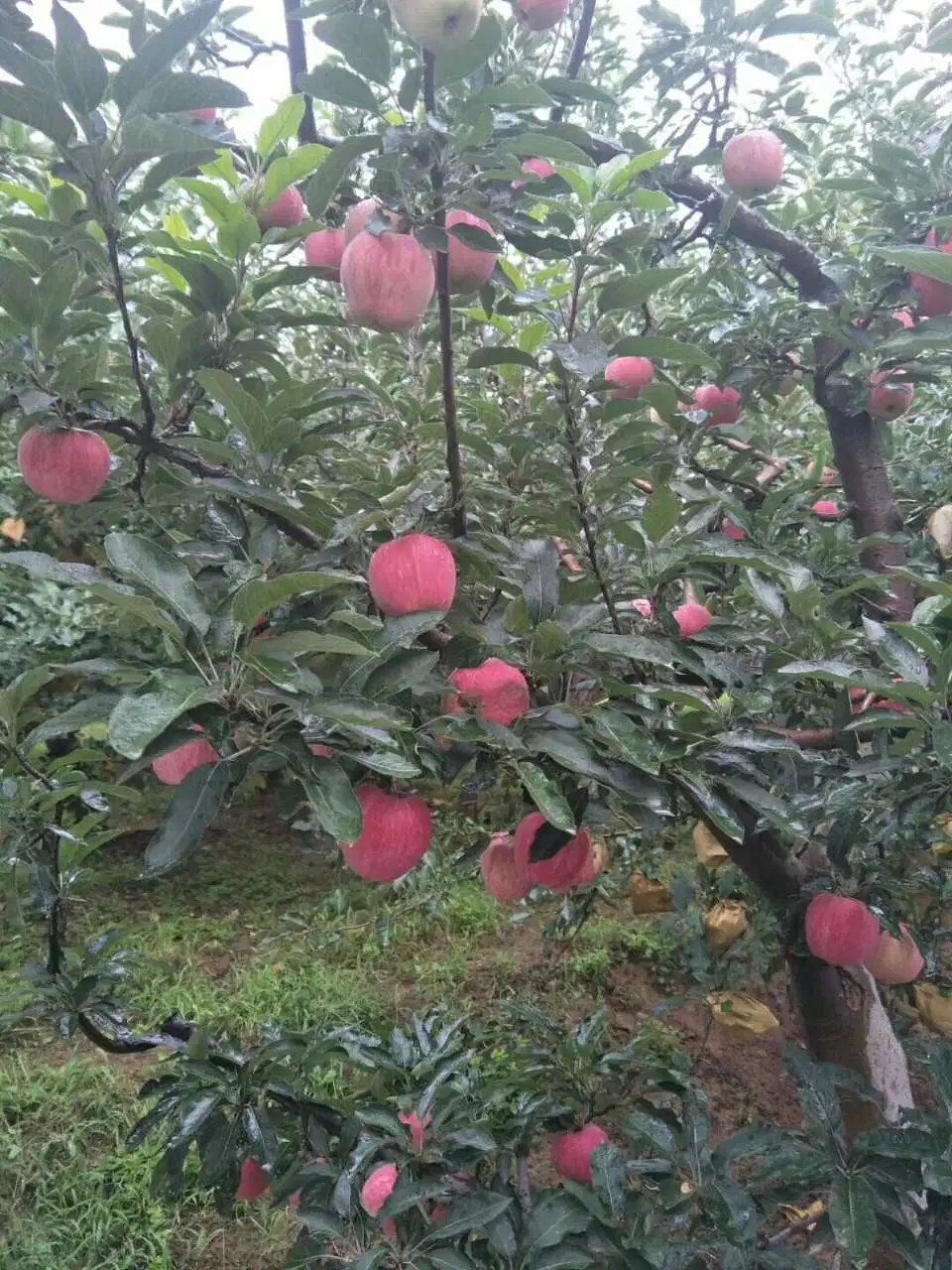 Chino dulce Estrella Roja manzanas con 17/18/19/20kg Carton