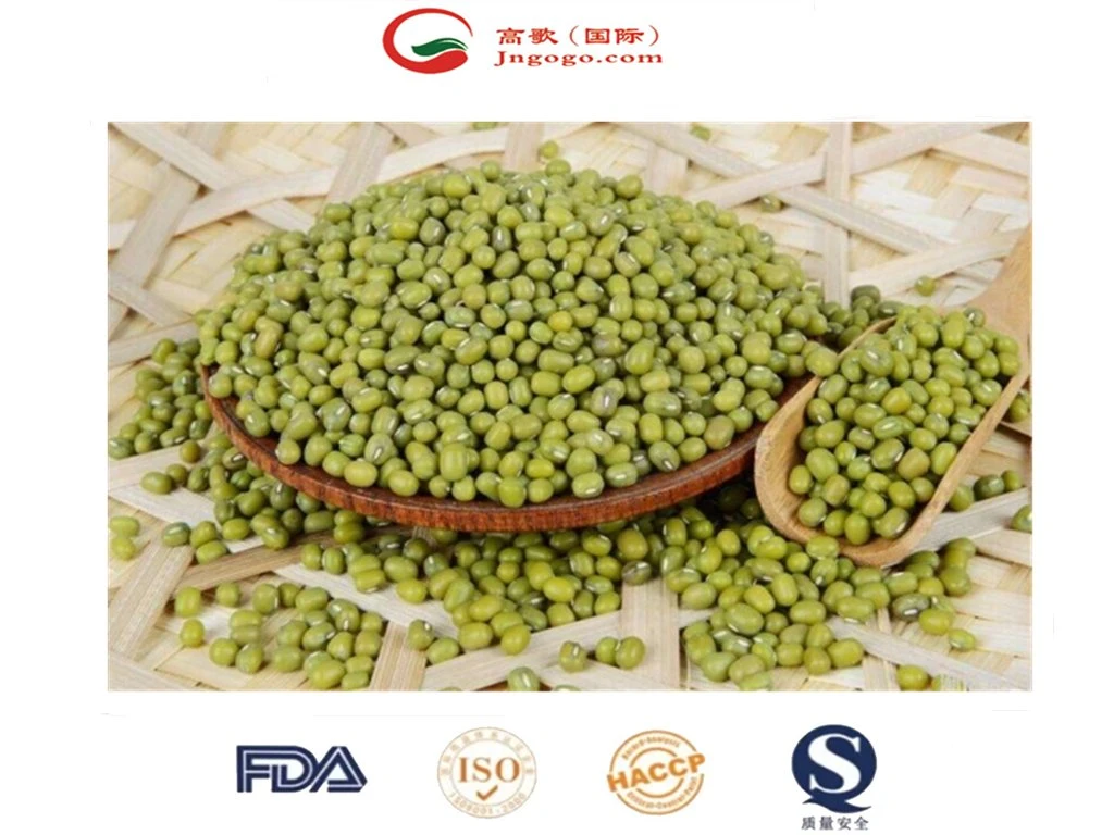 China New Crop Sprouted Green Mung Bean & Commercial Green Mung Bean