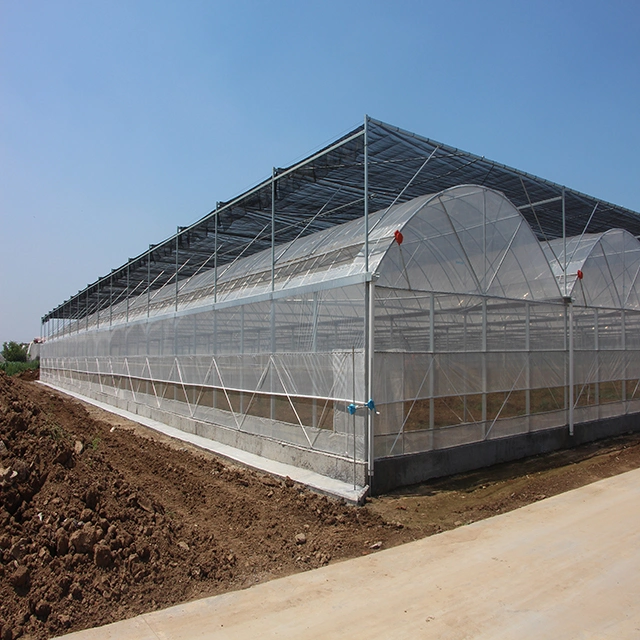 Agriculture PE Film Greenhouse for Vegetable Hydroponic Growth