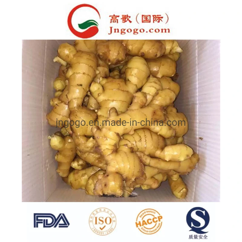 Professional Exporter of Fresh Ginger (100-250g)