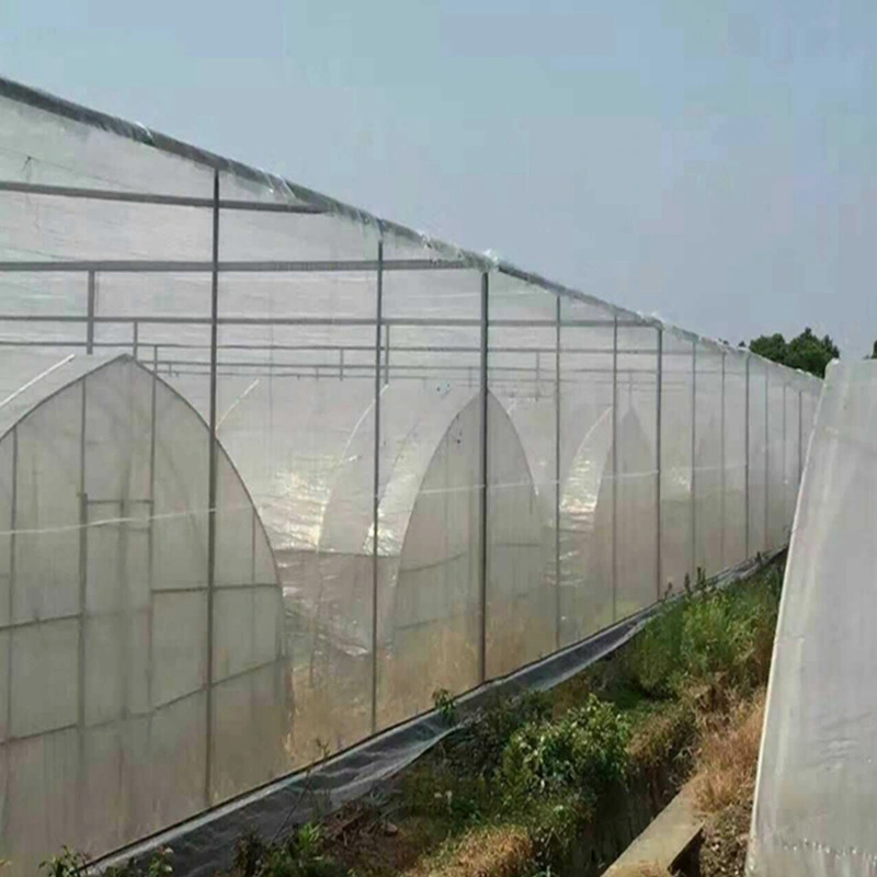 Agriculture/Commerce Multi Span Toughe Glass Green House for Vegetable/Flower/Fruits with Complete System/Hydroponic Systems/Automatic Irrigation System