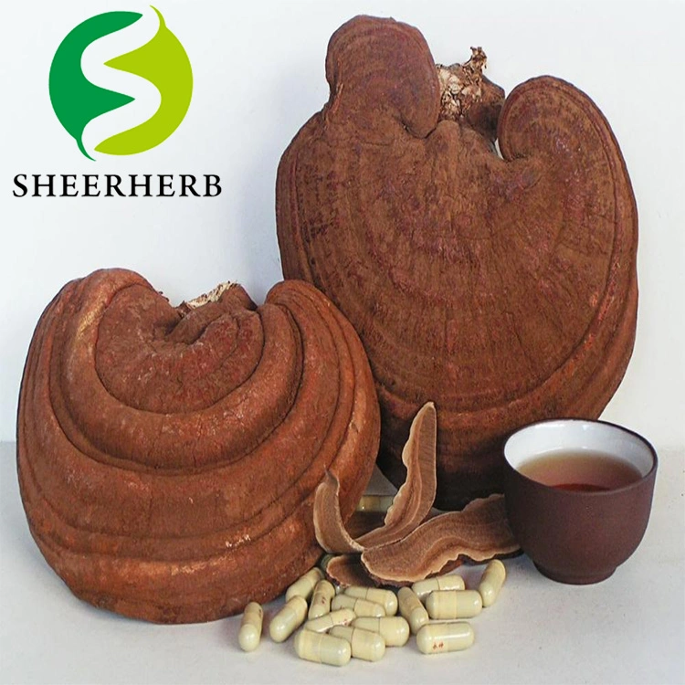 Sheerherb Hot Salling 10%-50% Ganoderma Lucidum Powder Ganoderma Lucidum Mushroom Extract