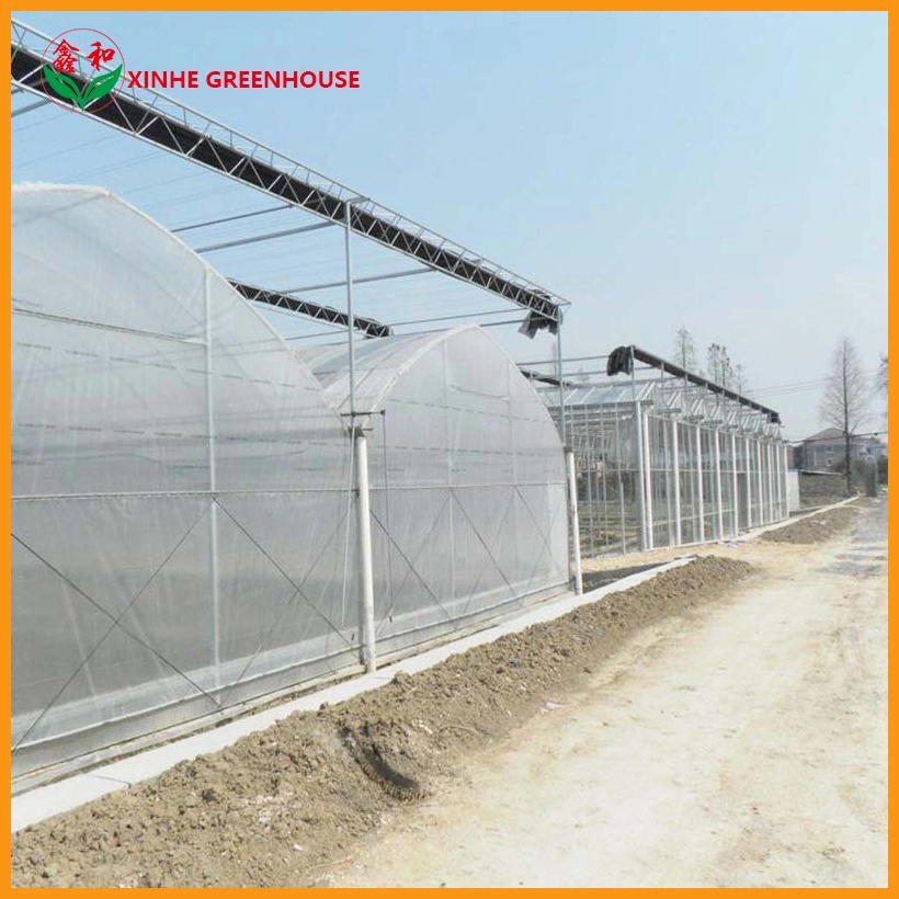 Agricultural/Commercial Multi-Span Plastic Film Greenhouse with Hydroponic for Vegetables/Fruit/Flower/Lettuce/Pepper/Bell Pepper/Mushroom/Cherry/Tomato Growing