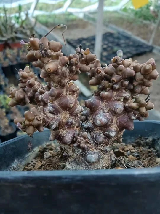 Las plantas de cactus raros Othonna Herrei