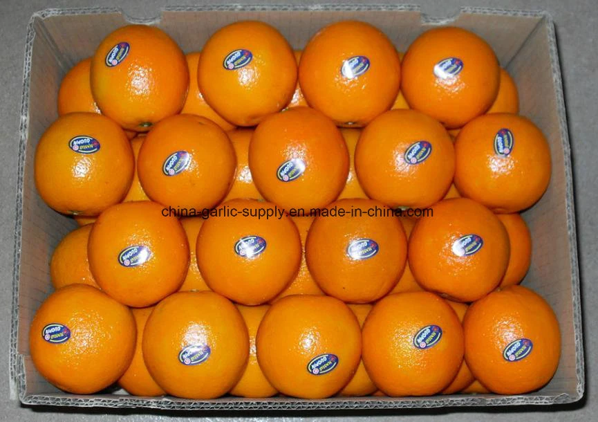 New Crop Wholesale/Supplier Mandarin Fresh First Quality Navel Orange