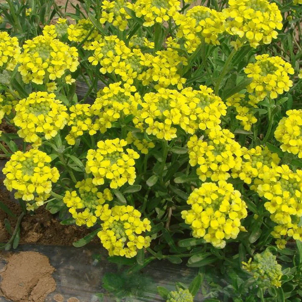 Touchhealthy Supply Aurinia Saxatilis Seeds/Yellow Alyssum Seeds