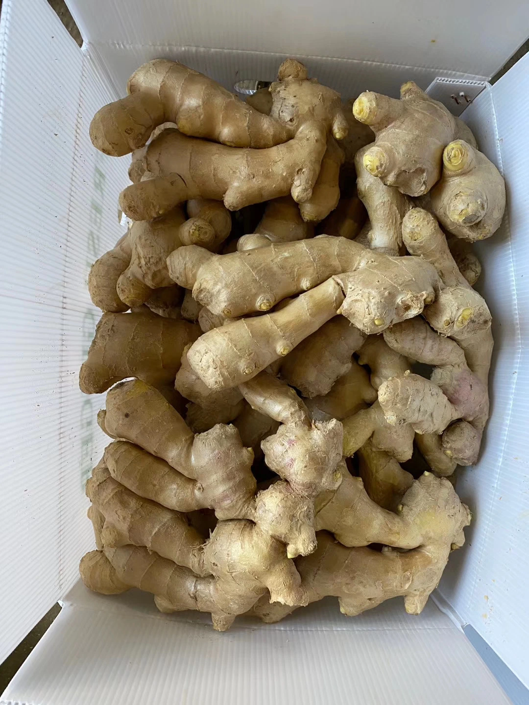 Wholesale/Supplier Ginger with Export Air Dry Ginger