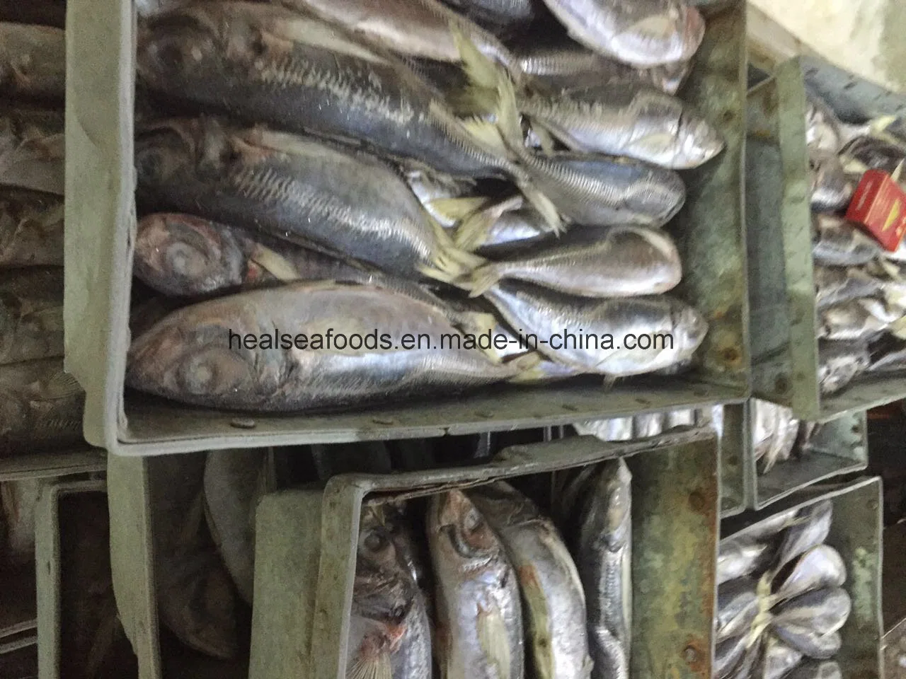 Frozen Horse Mackerel Fish 25cm+