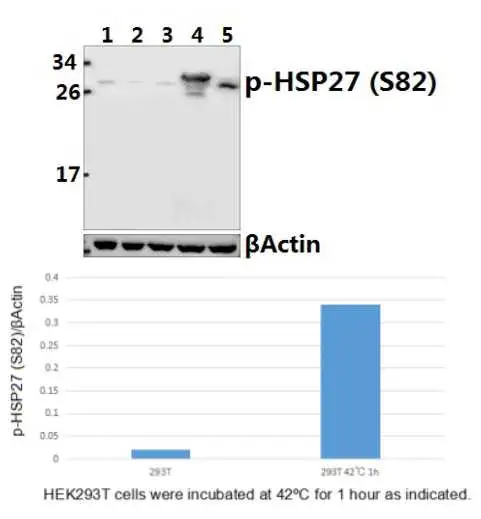 CE, ISO9001 Aprobada Hsp27 (phospho-S82) anticuerpo policlonal