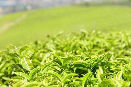 Amostra grátis extrato da planta 10%Polifenóis 80% Catequinas 95%EGCG Extrato de Chá Verde