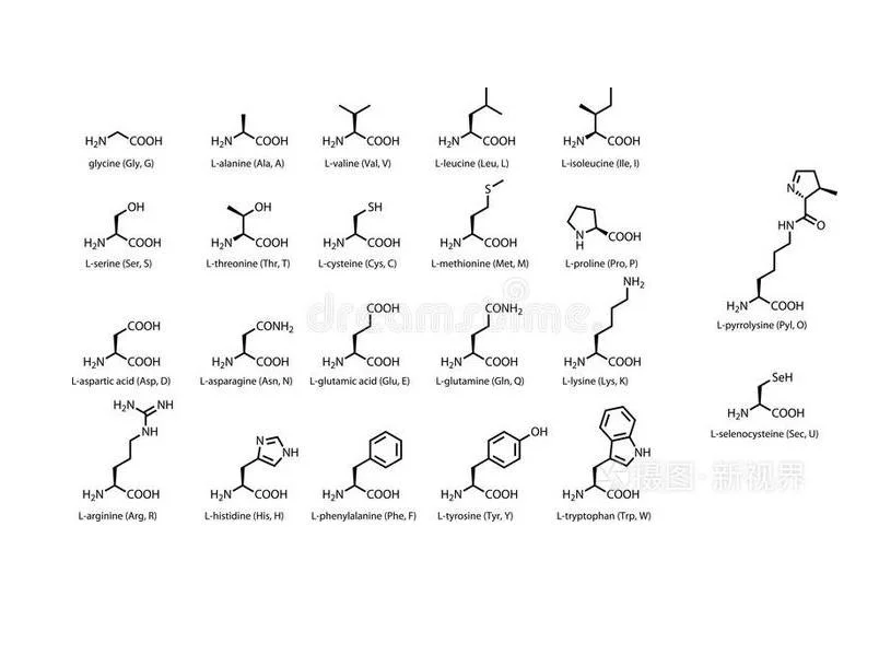 Amino Acids Constituent Protein Biological Basis AA Regulate Metabolism Catalysis